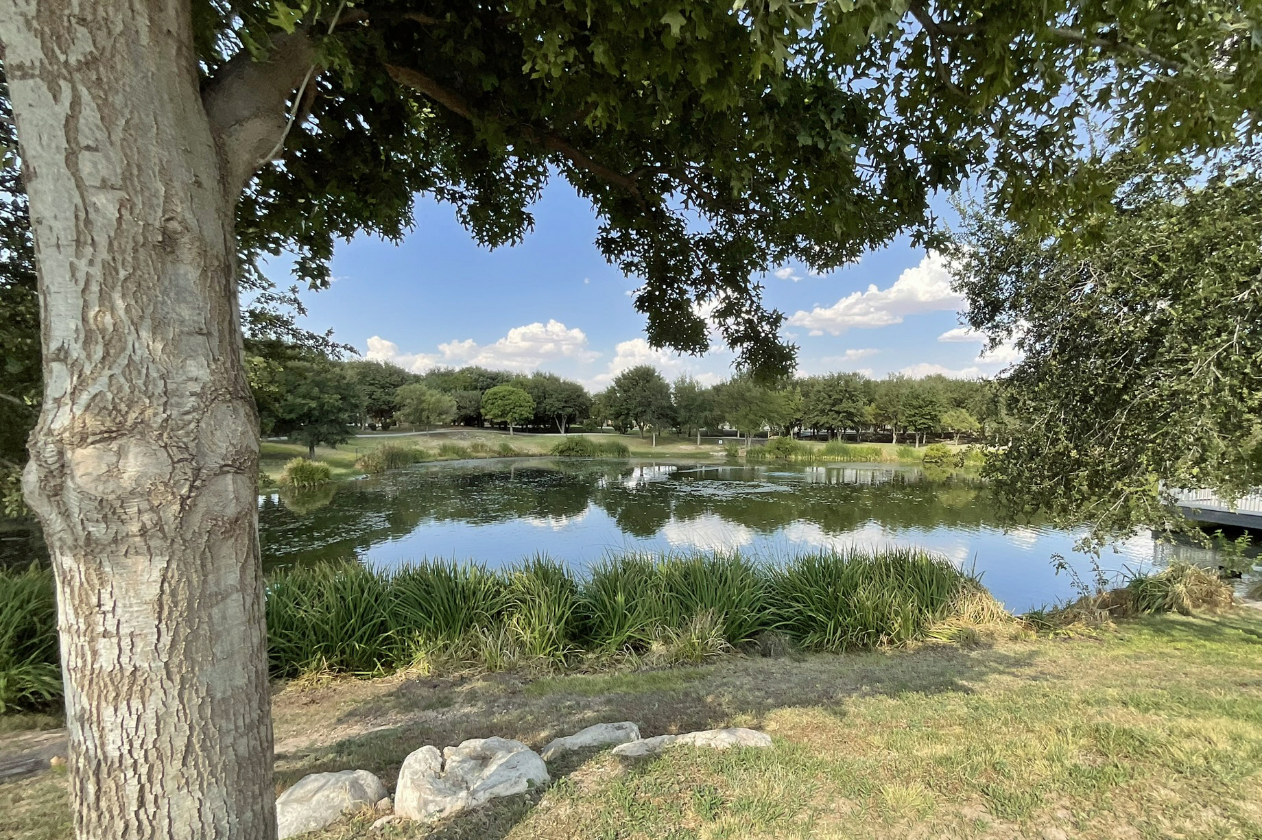 Pond and trees in Woodland Park, Texas